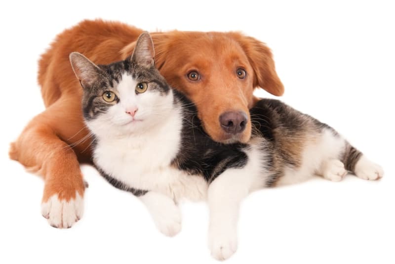 Four Important Reasons to Visit a Veterinarian